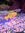 Lanie