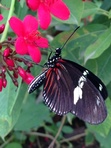 Vlinder