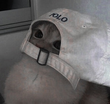 ari ┊͙ ˘͈ᵕ˘͈