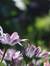Perpetual Felicities