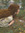 Amanda (dummyauthor) | 6 comments