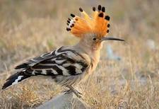 Hoopoe17