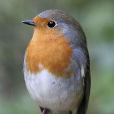 Robin Jones