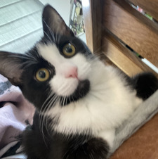 Amelia