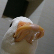 Little-Questionmarks