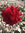 svnflower