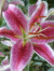 Lily