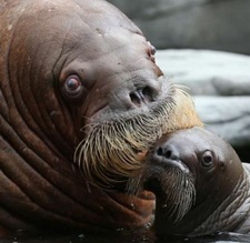 Walross02
