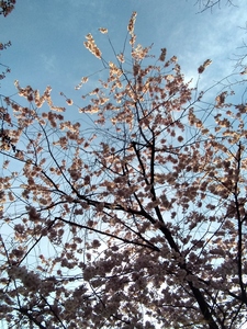 Giulia_pumpkin_spice