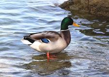 Allard Mallard