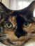 Alice J...