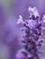 lavende...