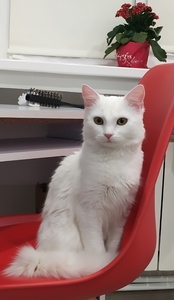 Левчук Михайло