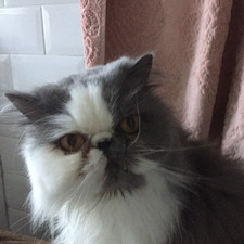 Phoebe McE