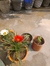 Shikha