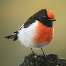 Robin
