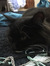 Livia