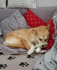 Meghan Curran Darling