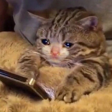 cryingregisvine 
