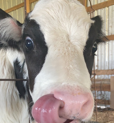 FITZPHIE4EVERcowLover