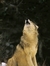 Darko