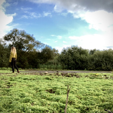 Amygdala Solaris Plexus