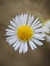 Adelina...