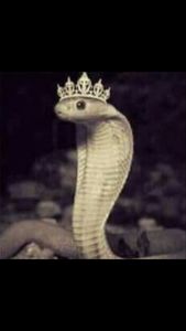 QueenCobra