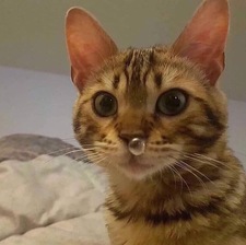 Jaaenayja Thamakmind