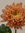 Chrysanthemum10 | 14 comments