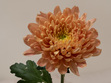Chrysanthemum10