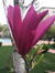 IuliaPopescu