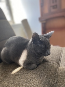 Luna Hemingway