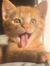 Emelia