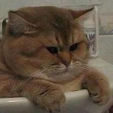 Felix Freyaldenhoven