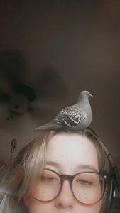 Lainey Huffman
