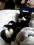 Jessie