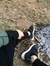 Narjes