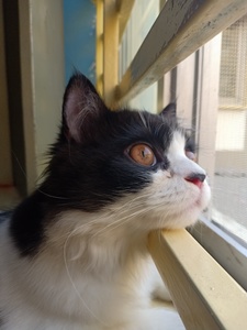 SubahK