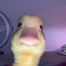 steph ༉‧₊˚✧