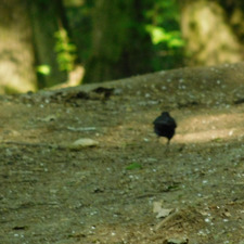 defeceless◟̽◞̽