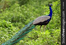 Abhishek Agrawal
