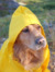 Raincoat