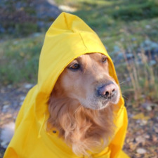 Raincoat
