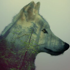 Andrea