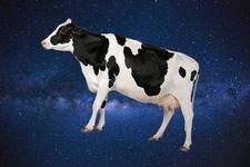 Simple Cow