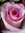 Ines