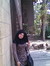 Nashwa