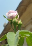 Sree