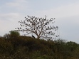 Bhavya